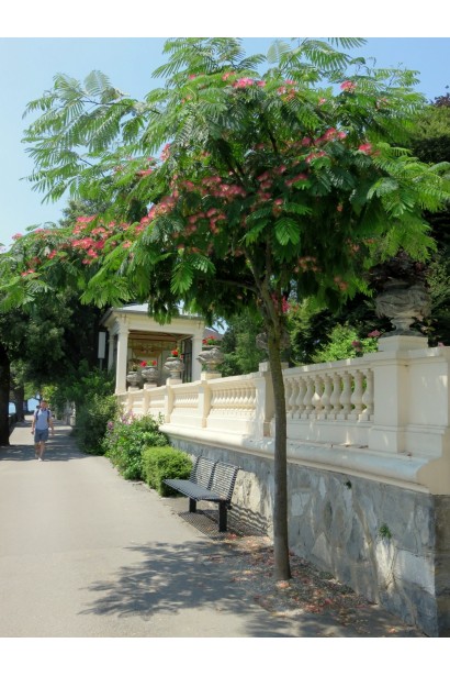 Альбіція іранська